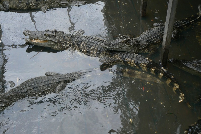 05 Villaggio di pescatori di chong khneas sul lago tonlesap